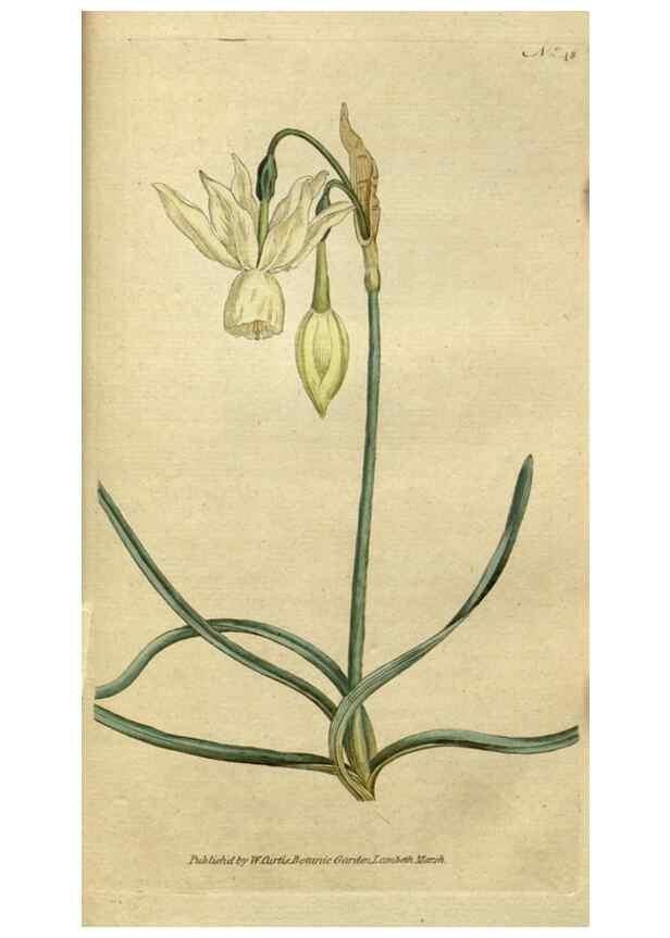 Reproducción/Reproduction 34780928510: The Botanical magazine, or, Flower-garden displayed ... /. [S.l. :s.n.],1790-1800 ;