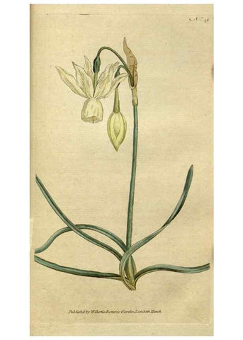 Reproducción/Reproduction 34780928510: The Botanical magazine, or, Flower-garden displayed ... /. [S.l. :s.n.],1790-1800 ;