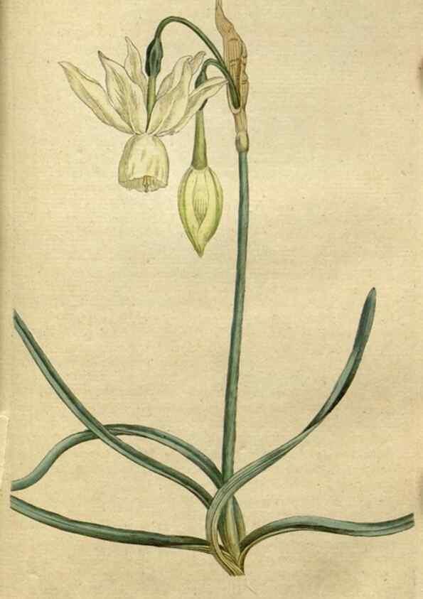 Reproducción/Reproduction 34780928510: The Botanical magazine, or, Flower-garden displayed ... /. [S.l. :s.n.],1790-1800 ;
