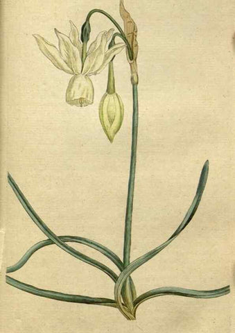 Reproducción/Reproduction 34780928510: The Botanical magazine, or, Flower-garden displayed ... /. [S.l. :s.n.],1790-1800 ;
