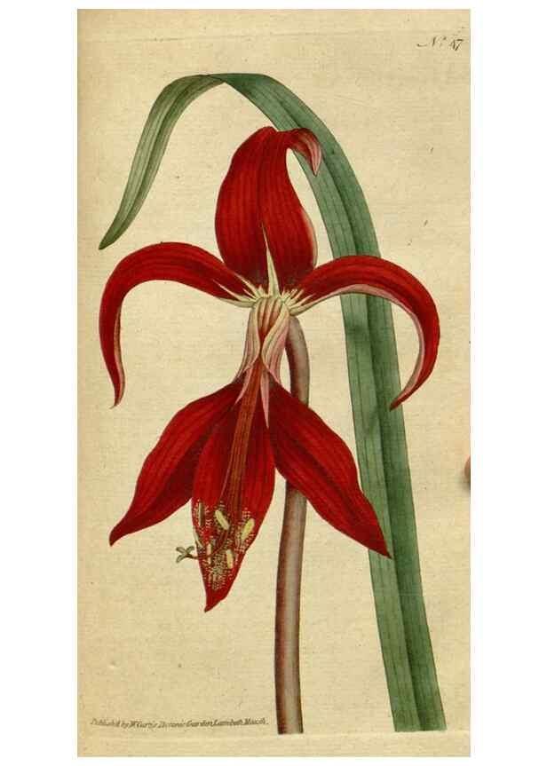 Reproducción/Reproduction 34780926360: The Botanical magazine, or, Flower-garden displayed ... /. [S.l. :s.n.],1790-1800 ;