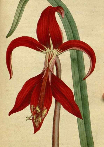 Reproducción/Reproduction 34780926360: The Botanical magazine, or, Flower-garden displayed ... /. [S.l. :s.n.],1790-1800 ;