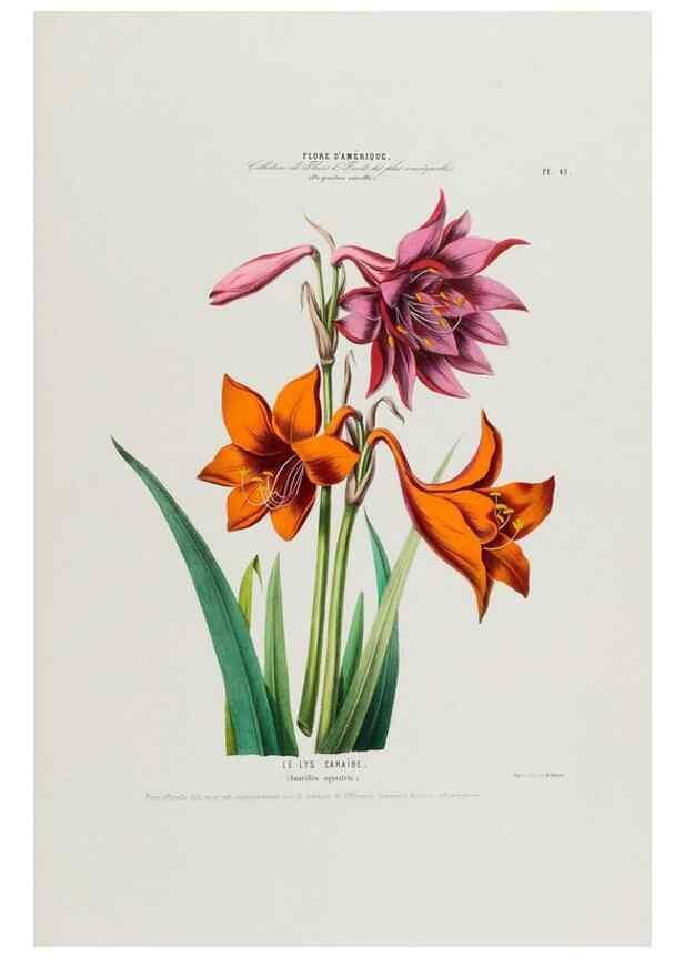 Reproducción/Reproduction 34312836700: Flore d'Amérique,. Paris,Gihaut[1843-1846]