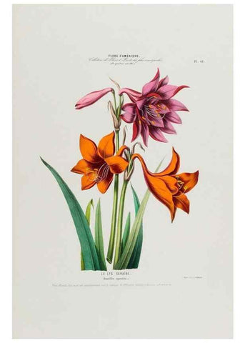 Reproducción/Reproduction 34312836700: Flore d'Amérique,. Paris,Gihaut[1843-1846]