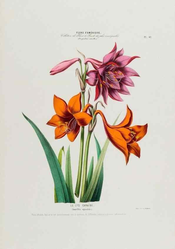 Reproducción/Reproduction 34312836700: Flore d'Amérique,. Paris,Gihaut[1843-1846]