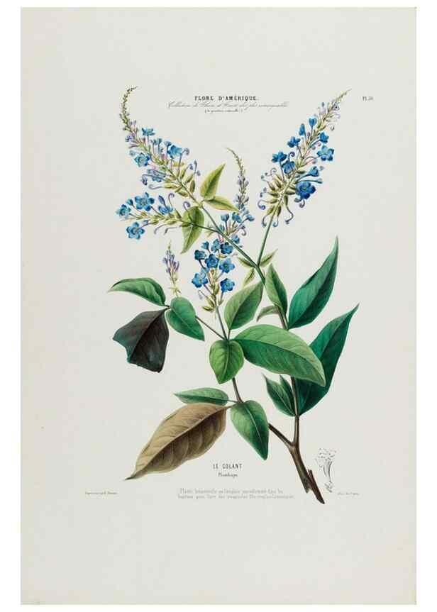Reproducción/Reproduction 34312840130: Flore d'Amérique,. Paris,Gihaut[1843-1846]
