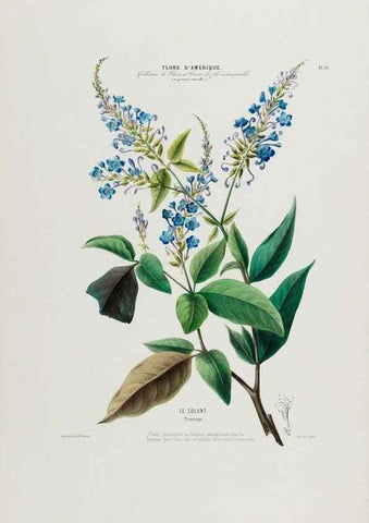 Reproducción/Reproduction 34312840130: Flore d'Amérique,. Paris,Gihaut[1843-1846]