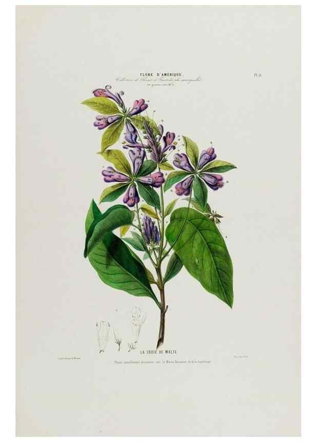 Reproducción/Reproduction 34312844080: Flore d'Amérique,. Paris,Gihaut[1843-1846]