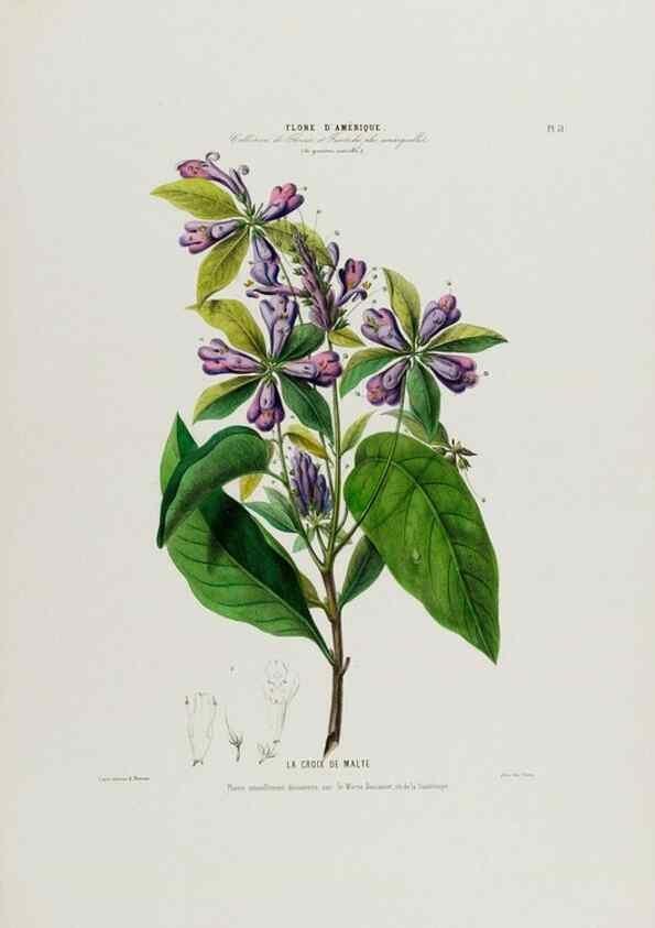 Reproducción/Reproduction 34312844080: Flore d'Amérique,. Paris,Gihaut[1843-1846]
