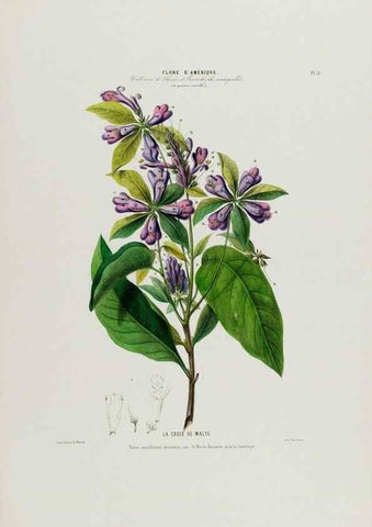 Reproducción/Reproduction 34312844080: Flore d'Amérique,. Paris,Gihaut[1843-1846]