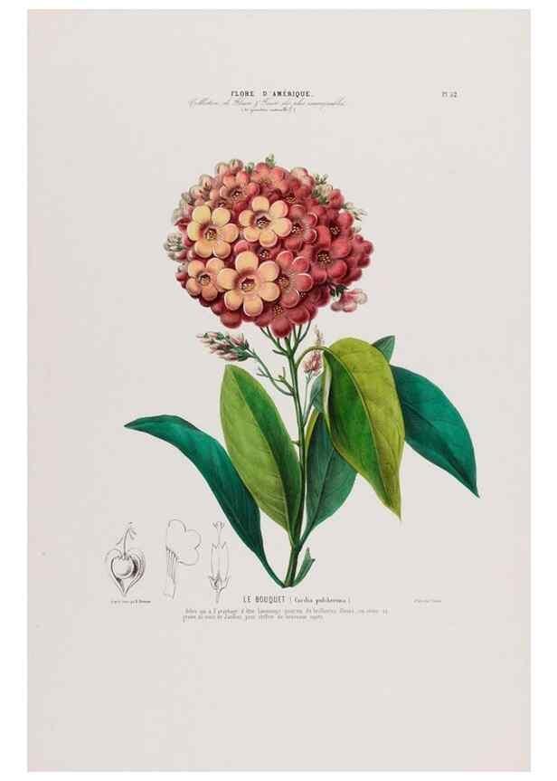 Reproducción/Reproduction 34312847070: Flore d'Amérique,. Paris,Gihaut[1843-1846]