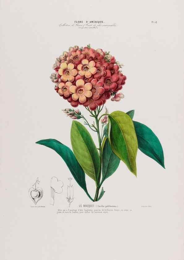 Reproducción/Reproduction 34312847070: Flore d'Amérique,. Paris,Gihaut[1843-1846]