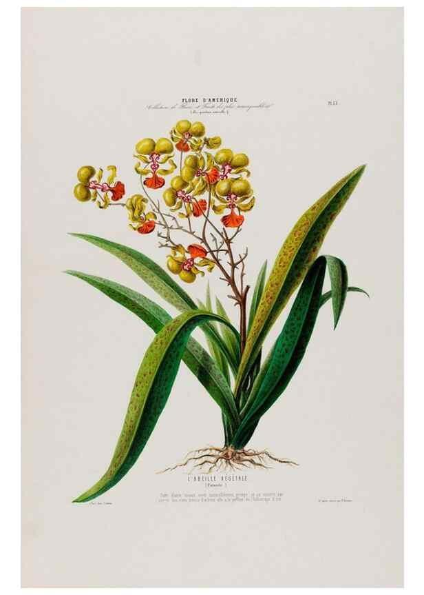 Reproducción/Reproduction 34697240285: Flore d'Amérique,. Paris,Gihaut[1843-1846]