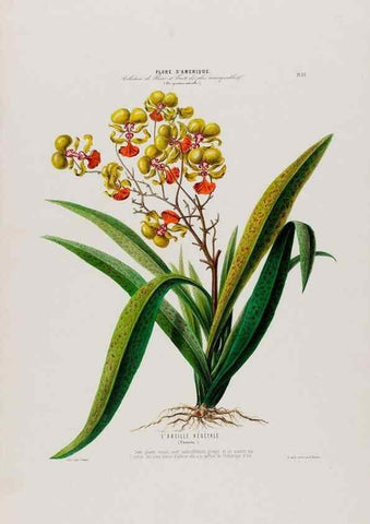 Reproducción/Reproduction 34697240285: Flore d'Amérique,. Paris,Gihaut[1843-1846]