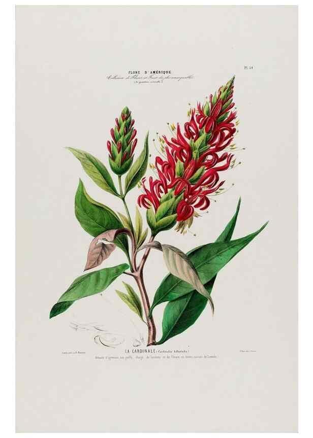Reproducción/Reproduction 34697243015: Flore d'Amérique,. Paris,Gihaut[1843-1846]