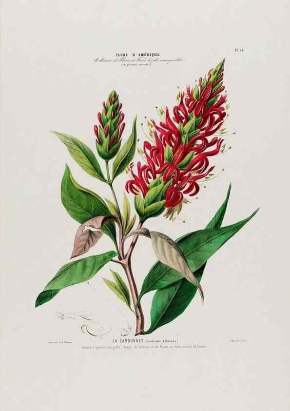 Reproducción/Reproduction 34697243015: Flore d'Amérique,. Paris,Gihaut[1843-1846]
