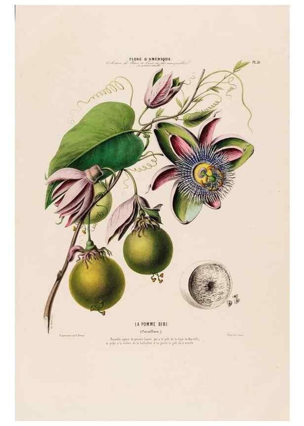 Reproducción/Reproduction 34535691832: Flore d'Amérique,. Paris,Gihaut[1843-1846]