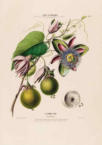 Reproducción/Reproduction 34535691832: Flore d'Amérique,. Paris,Gihaut[1843-1846]