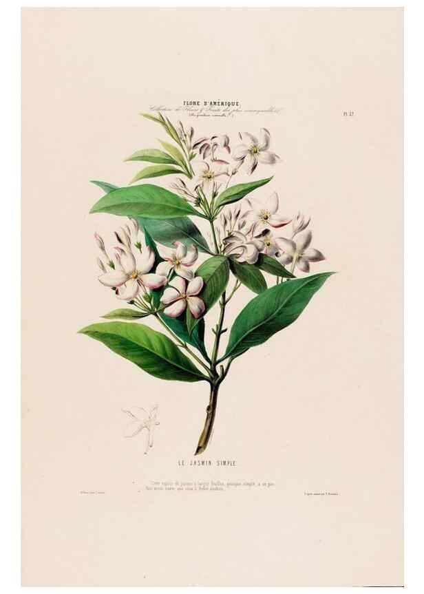 Reproducción/Reproduction 34535693832: Flore d'Amérique,. Paris,Gihaut[1843-1846]