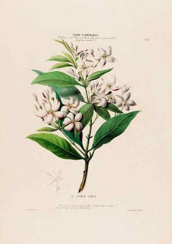 Reproducción/Reproduction 34535693832: Flore d'Amérique,. Paris,Gihaut[1843-1846]