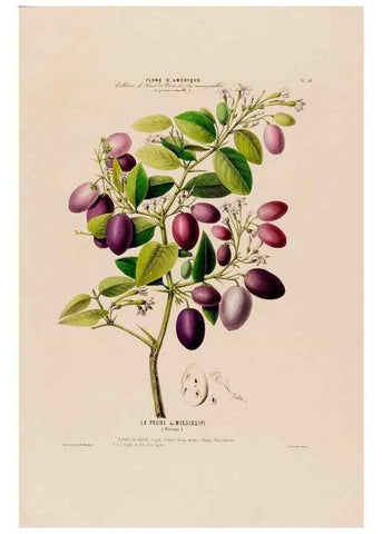 Reproducción/Reproduction 34535695702: Flore d'Amérique,. Paris,Gihaut[1843-1846]