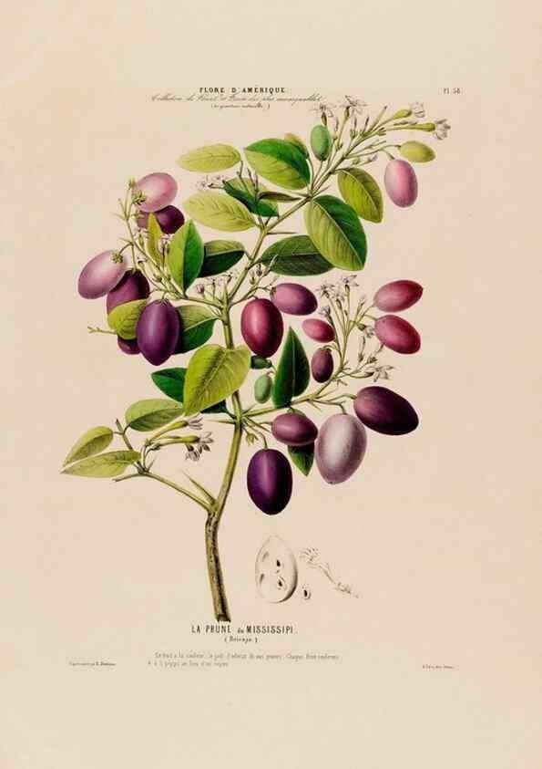 Reproducción/Reproduction 34535695702: Flore d'Amérique,. Paris,Gihaut[1843-1846]