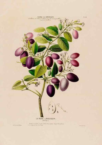 Reproducción/Reproduction 34535695702: Flore d'Amérique,. Paris,Gihaut[1843-1846]