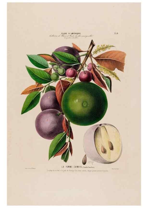 Reproducción/Reproduction 34535697792: Flore d'Amérique,. Paris,Gihaut[1843-1846]