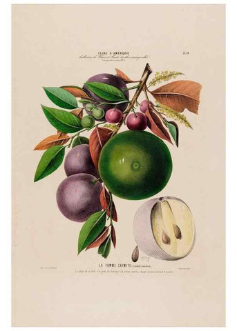 Reproducción/Reproduction 34535697792: Flore d'Amérique,. Paris,Gihaut[1843-1846]