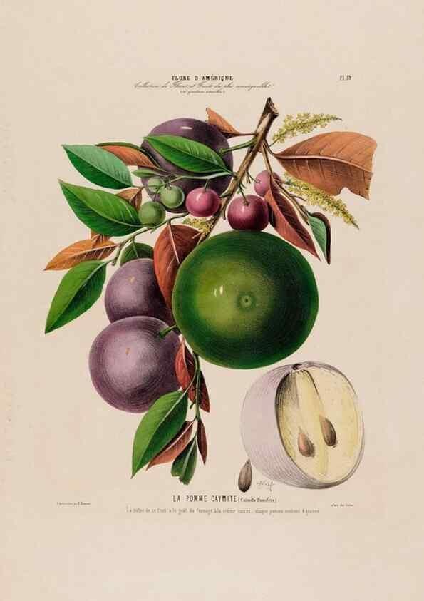Reproducción/Reproduction 34535697792: Flore d'Amérique,. Paris,Gihaut[1843-1846]