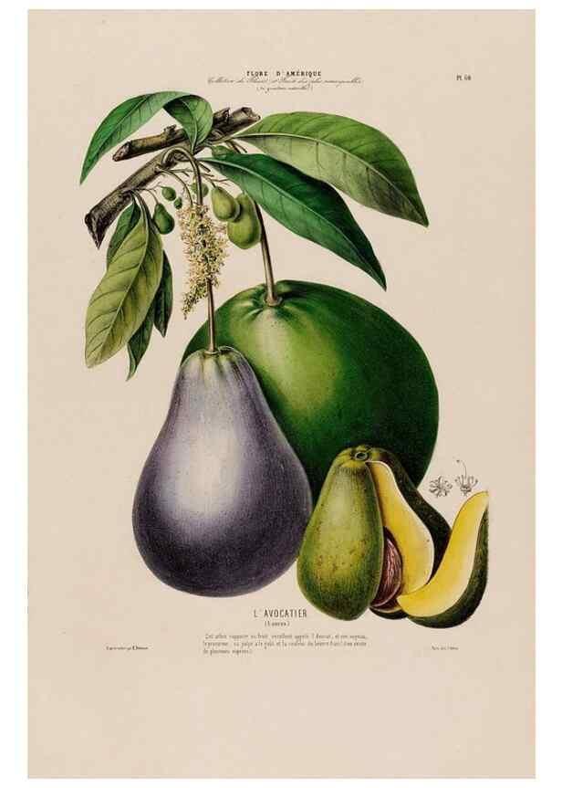 Reproducción/Reproduction 34535699872: Flore d'Amérique,. Paris,Gihaut[1843-1846]