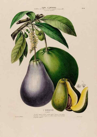 Reproducción/Reproduction 34535699872: Flore d'Amérique,. Paris,Gihaut[1843-1846]