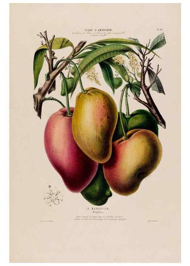 Reproducción/Reproduction 34535701902: Flore d'Amérique,. Paris,Gihaut[1843-1846]