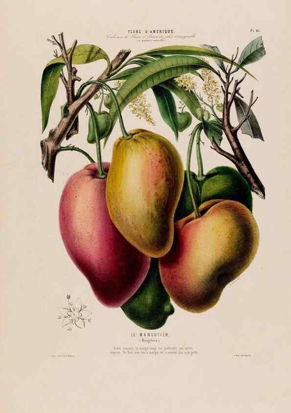 Reproducción/Reproduction 34535701902: Flore d'Amérique,. Paris,Gihaut[1843-1846]
