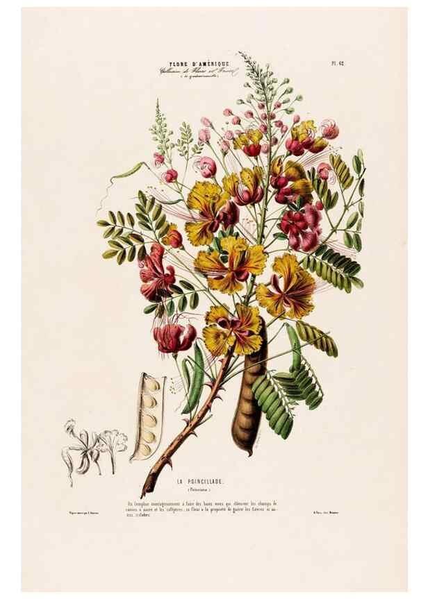 Reproducción/Reproduction 34535704992: Flore d'Amérique,. Paris,Gihaut[1843-1846]