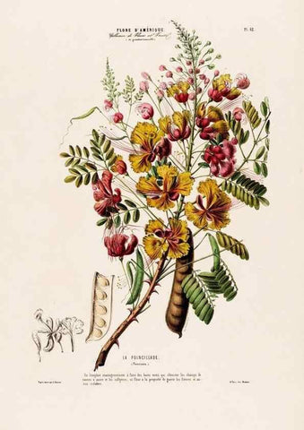 Reproducción/Reproduction 34535704992: Flore d'Amérique,. Paris,Gihaut[1843-1846]