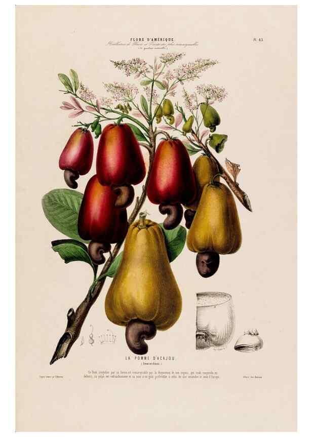 Reproducción/Reproduction 34535709422: Flore d'Amérique,. Paris,Gihaut[1843-1846]