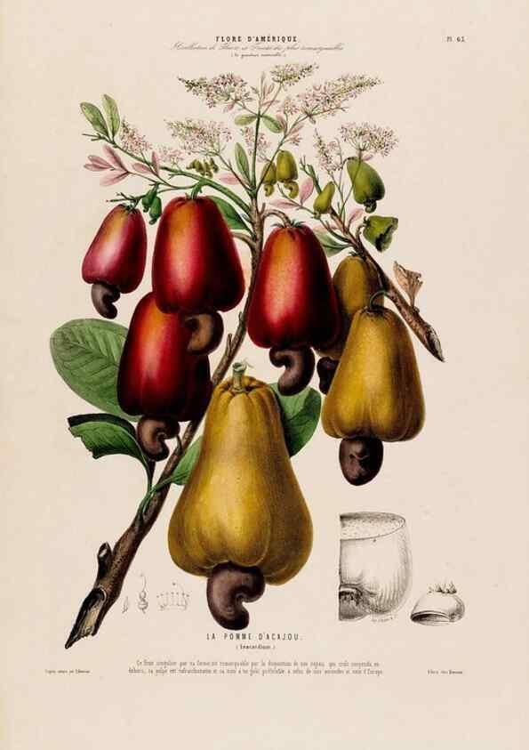 Reproducción/Reproduction 34535709422: Flore d'Amérique,. Paris,Gihaut[1843-1846]