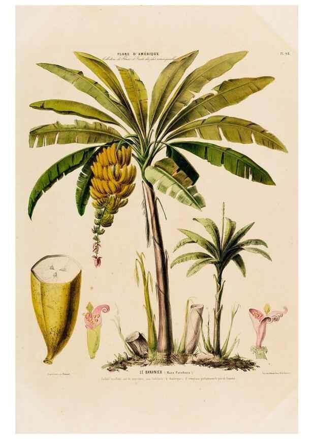 Reproducción/Reproduction 34656957886: Flore d'Amérique,. Paris,Gihaut[1843-1846]