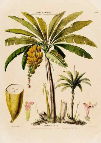 Reproducción/Reproduction 34656957886: Flore d'Amérique,. Paris,Gihaut[1843-1846]