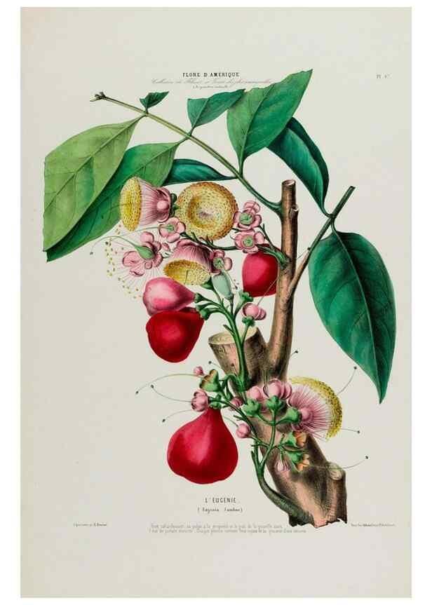 Reproducción/Reproduction 34535656862: Flore d'Amérique,. Paris,Gihaut[1843-1846]
