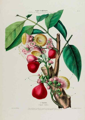 Reproducción/Reproduction 34535656862: Flore d'Amérique,. Paris,Gihaut[1843-1846]