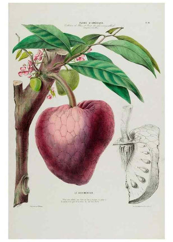 Reproducción/Reproduction 34535652312: Flore d'Amérique,. Paris,Gihaut[1843-1846]