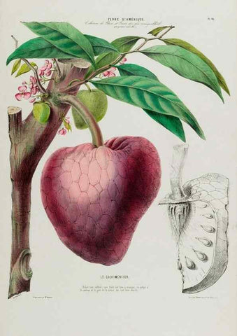 Reproducción/Reproduction 34535652312: Flore d'Amérique,. Paris,Gihaut[1843-1846]