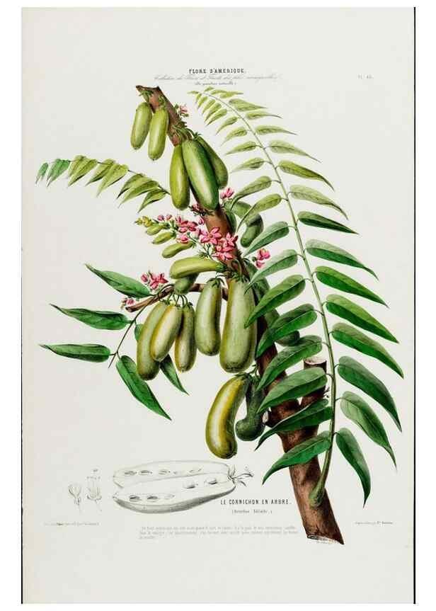 Reproducción/Reproduction 34566768101: Flore d'Amérique,. Paris,Gihaut[1843-1846]