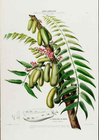 Reproducción/Reproduction 34566768101: Flore d'Amérique,. Paris,Gihaut[1843-1846]