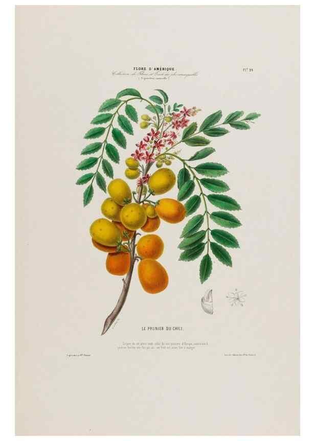 Reproducción/Reproduction 33854919254: Flore d'Amérique,. Paris,Gihaut[1843-1846]