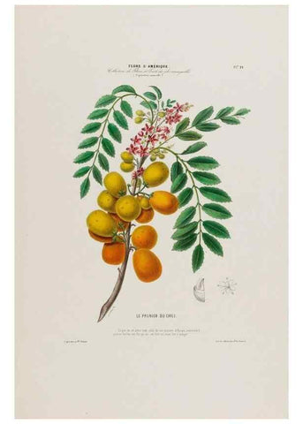 Reproducción/Reproduction 33854919254: Flore d'Amérique,. Paris,Gihaut[1843-1846]