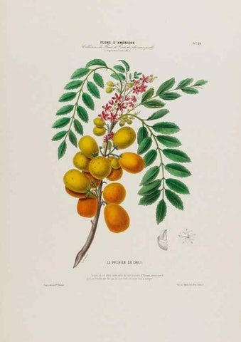 Reproducción/Reproduction 33854919254: Flore d'Amérique,. Paris,Gihaut[1843-1846]
