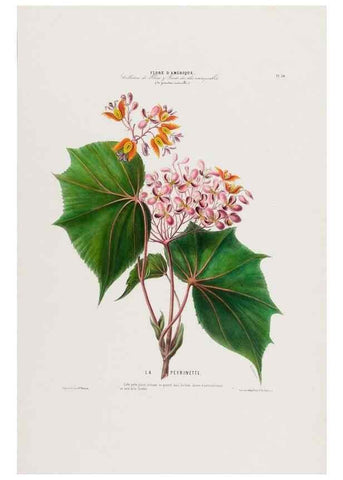 Reproducción/Reproduction 34535599252: Flore d'Amérique,. Paris,Gihaut[1843-1846]